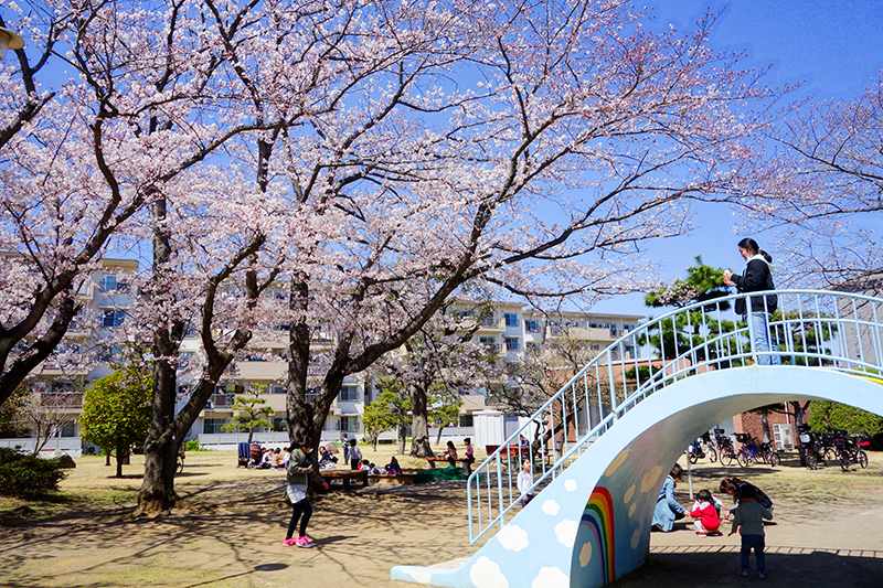 桜満開の公園で遊ぶ子どもたち